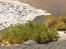 Allenrolfea occidentalis