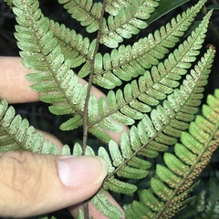 Dryopteris sordidipes