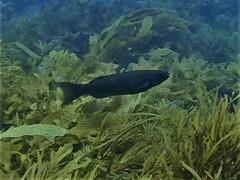 Olisthops cyanomelas