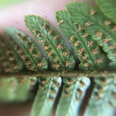 Dryopteris sordidipes