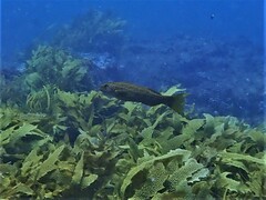 Olisthops cyanomelas