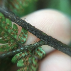 Dryopteris sordidipes