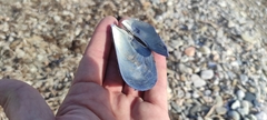 Mytilus edulis