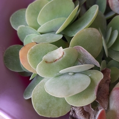 Kalanchoe thyrsiflora