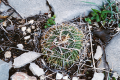 Echinofossulocactus