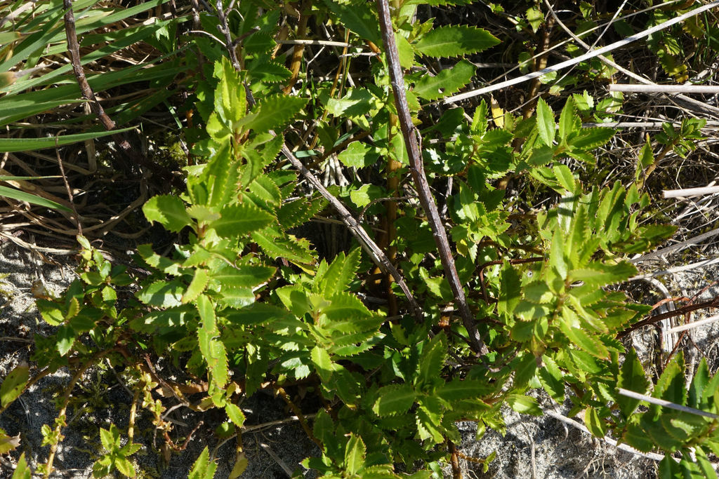 Haloragis erecta erecta from Stewart Island, New Zealand on September 7 ...