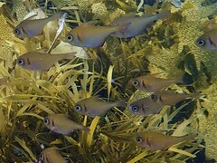 Pempheris klunzingeri