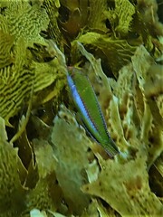 Halichoeres brownfieldi