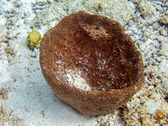 Ircinia campana