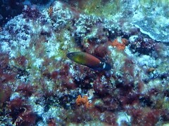 Austrolabrus maculatus