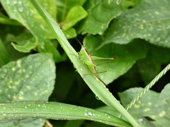 Conocephalus saltator