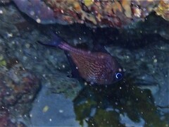 Pempheris multiradiata