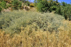 Atriplex halimus