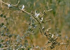 Atriplex halimus