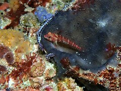 Helcogramma decurrens