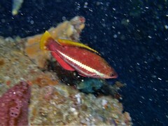 Pseudolabrus biserialis