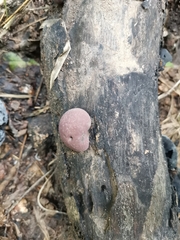Hypoxylaceae
