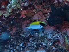 Chromis klunzingeri