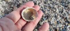 Glycymeris glycymeris