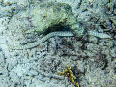 Myrichthys breviceps
