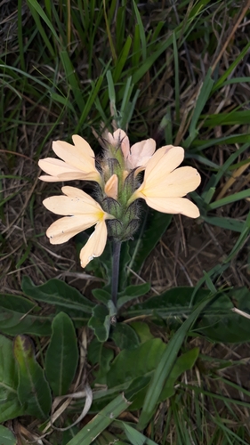 Crossandra subacaulis image