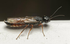 Xiphydria prolongata