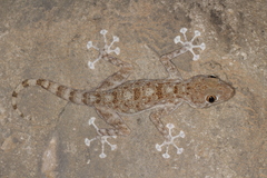 Ptyodactylus dhofarensis