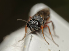 Xiphydria prolongata