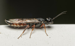 Xiphydria prolongata