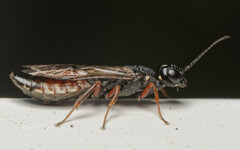 Xiphydria prolongata