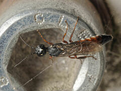 Xiphydria prolongata