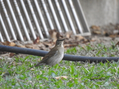 Turdus pallidus