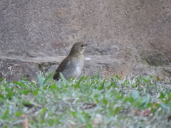 Turdus pallidus