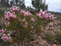 Serruria rosea