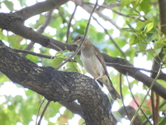 Turdus pallidus