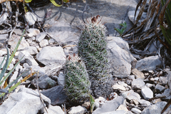 Neolloydia conoidea
