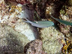 Azurina multilineata