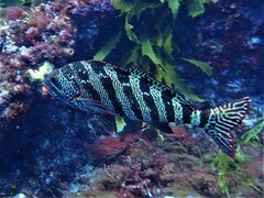 Goniistius rubrolabiatus