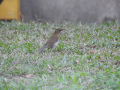 Turdus pallidus