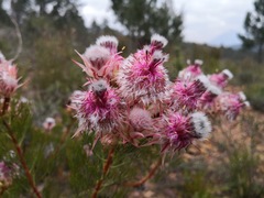 Serruria rosea
