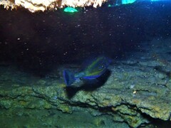 Meuschenia hippocrepis