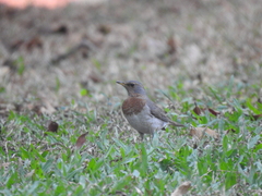 Turdus ruficollis