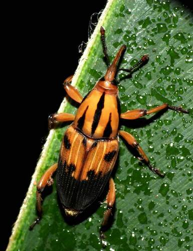 Silky Cane Weevil