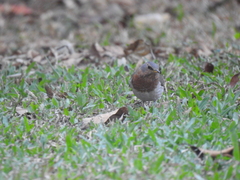 Turdus ruficollis