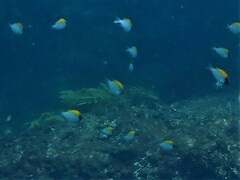 Chromis klunzingeri