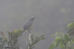 Saltator grandis