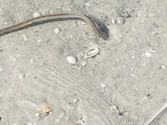 Vertebrata
