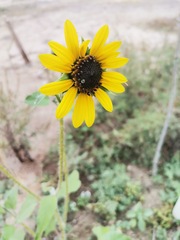 Helianthus