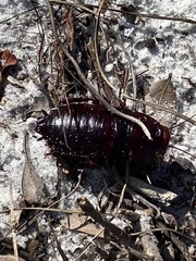 Eurycotis floridana