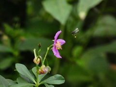 Frieseomelitta paupera